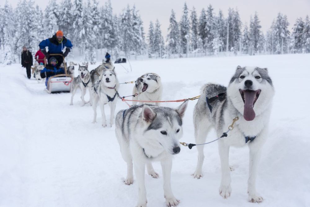 Kaksi huskya valjaissa lumisella tiellä
