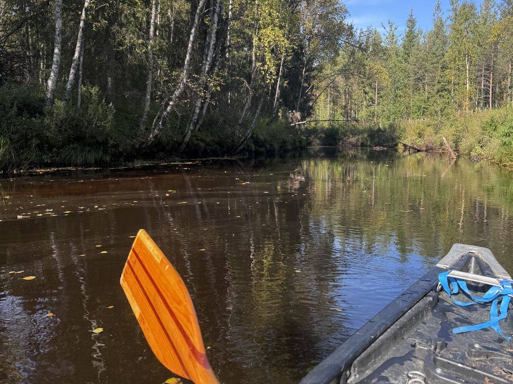 Melan kärki ja kanootin keula tummalla, koivujen reunustamalla joella